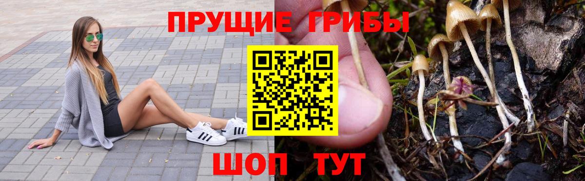 Псилоцибиновые грибы Psilocybe Биробиджан